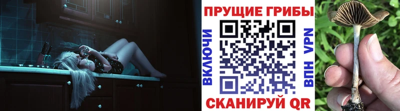 сколько стоит  Сураж  Галлюциногенные грибы Cubensis 
